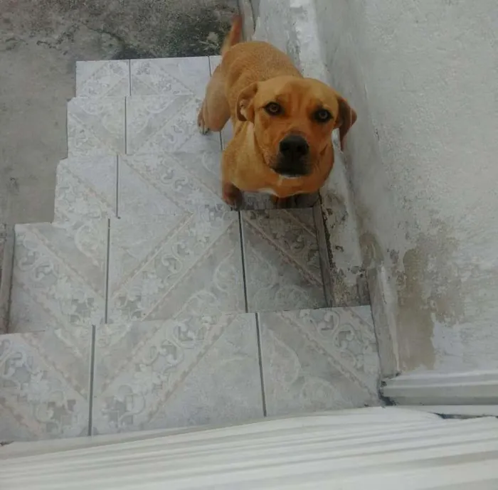 Cachorro ra a Vira lata idade 2 anos nome Katniss