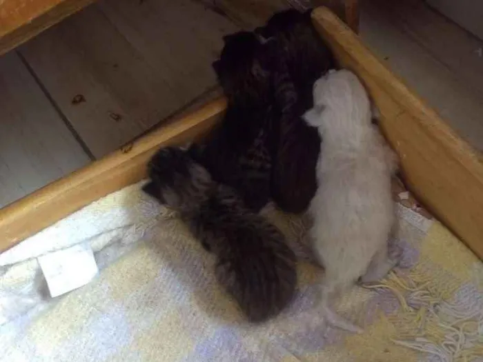 Gato ra a Não sei idade Abaixo de 2 meses nome Não tem 