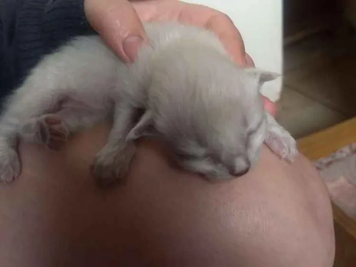 Gato ra a Não sei idade Abaixo de 2 meses nome Não tem 