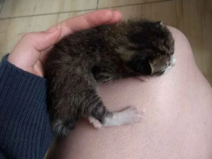Gato ra a Não sei idade Abaixo de 2 meses nome Não tem 