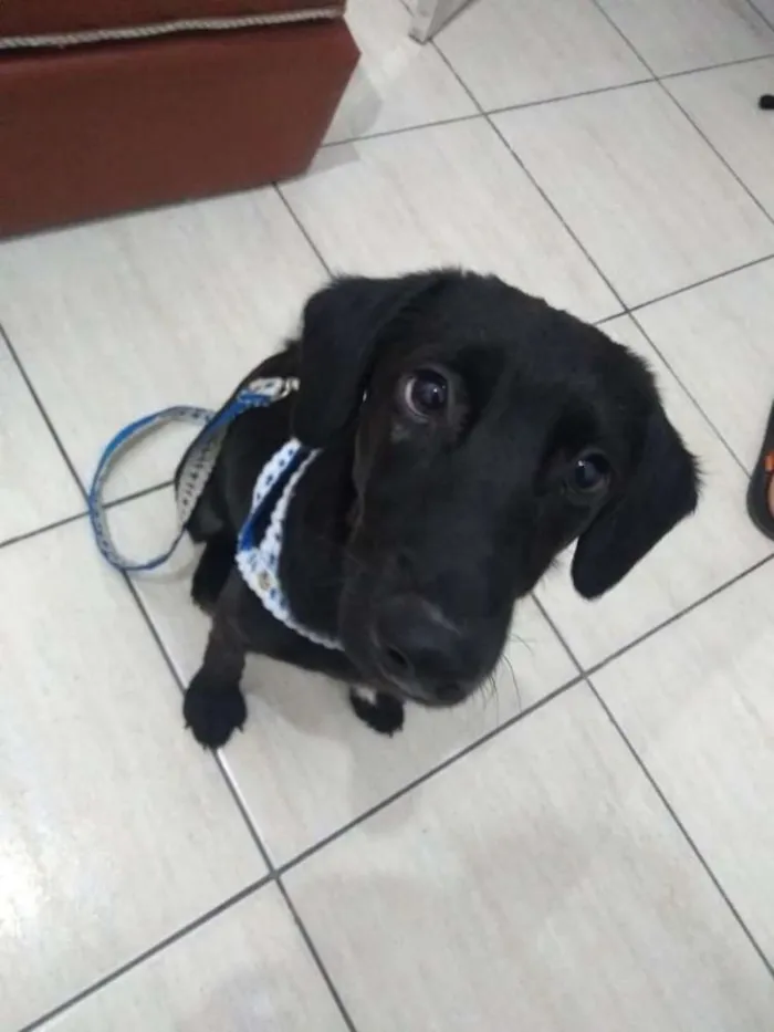 Cachorro ra a SRD idade 1 ano nome Pandora