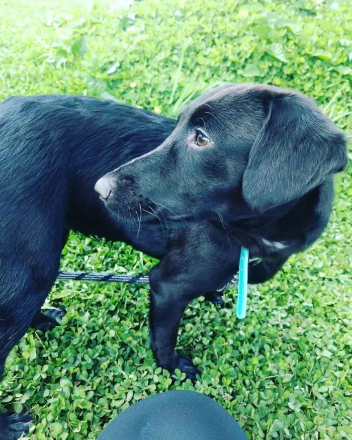 Cachorro ra a SRD idade 1 ano nome Pandora