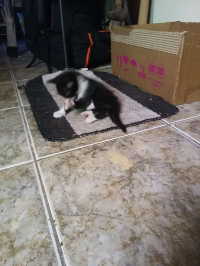 Gato raça Não sei idade Abaixo de 2 meses nome Não tem 