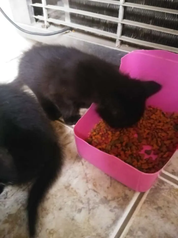 Gato raça Não sei idade Abaixo de 2 meses nome Não tem 