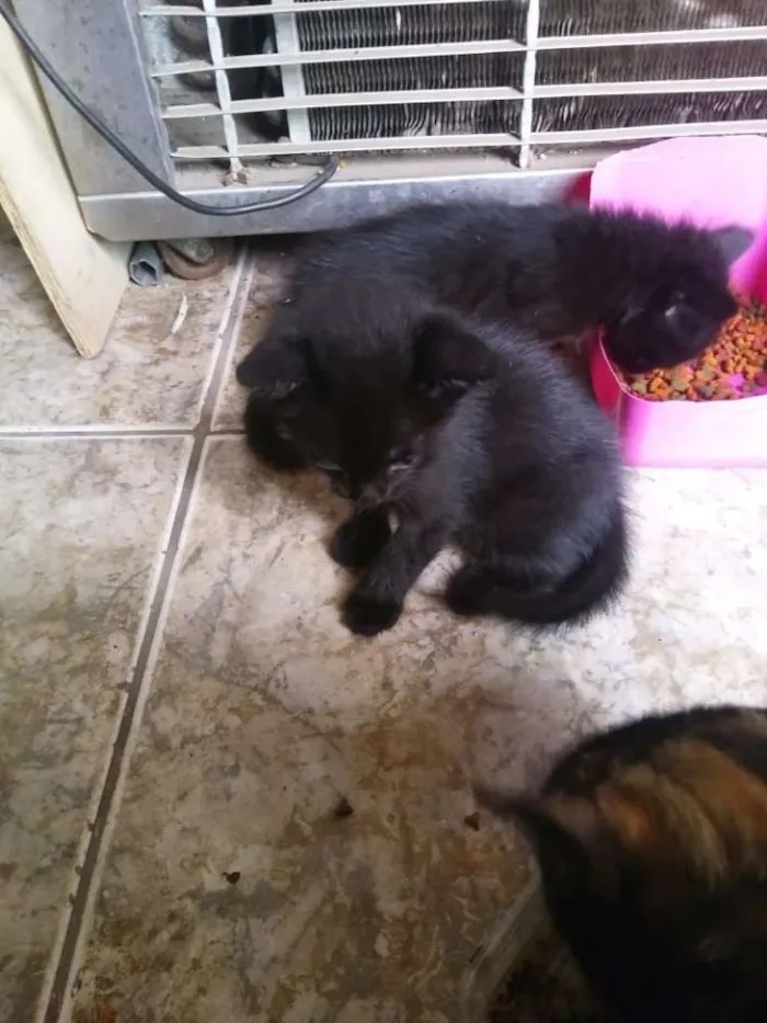 Gato raça Não sei idade Abaixo de 2 meses nome Não tem 