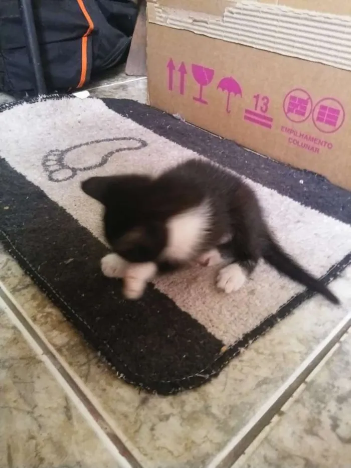 Gato raça Não sei idade Abaixo de 2 meses nome Não tem 