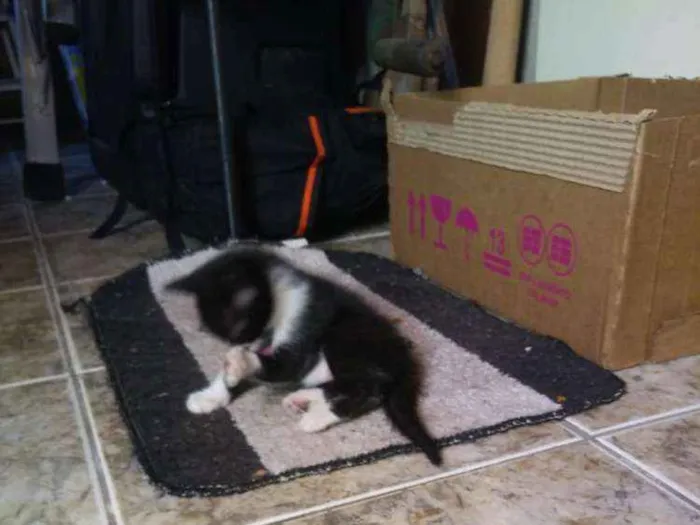 Gato raça Não sei idade Abaixo de 2 meses nome Não tem 