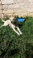 Chiquinha