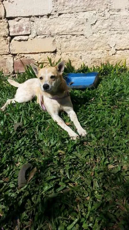 Cachorro ra a SRD idade 2 anos nome Chiquinha