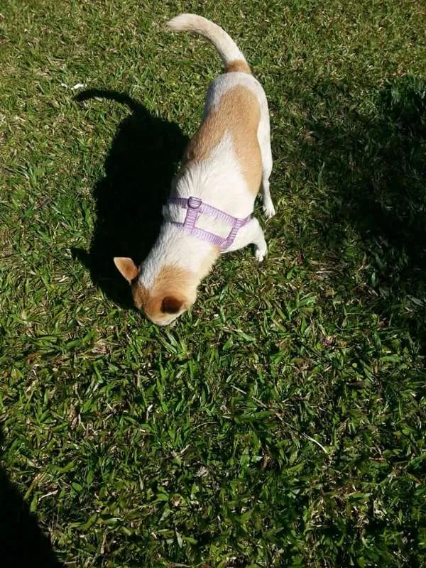 Cachorro ra a SRD idade 2 anos nome Chiquinha