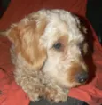 Bob