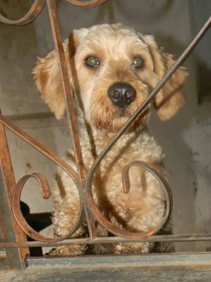 Cachorro ra a Poodle idade 2 anos nome Bob