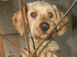 Cachorro raça Poodle idade 2 anos nome Bob