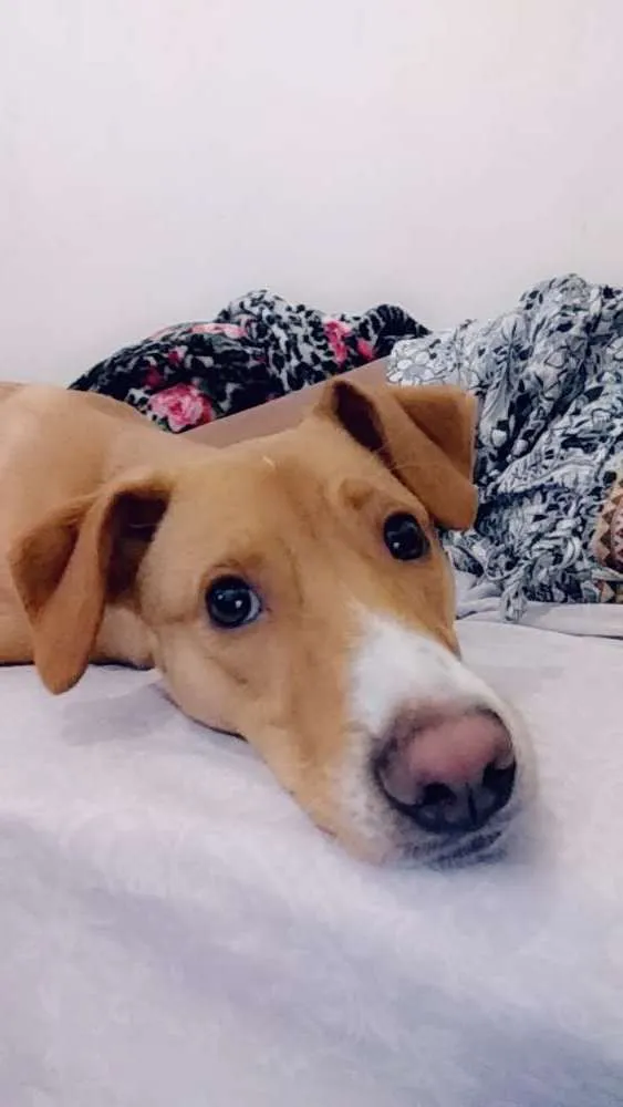 Cachorro raça Vira-lata idade 7 a 11 meses nome Boby