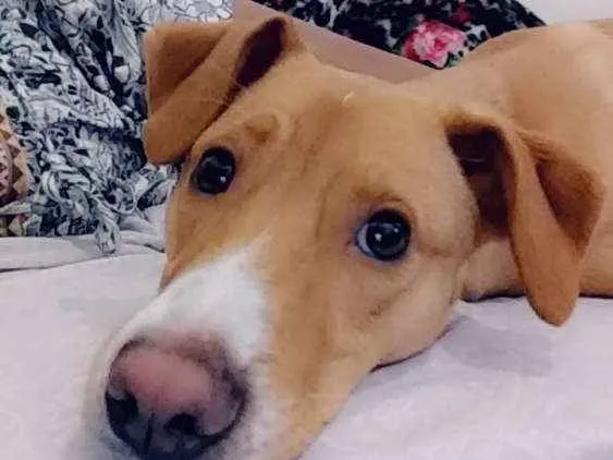Cachorro raça Vira-lata idade 7 a 11 meses nome Boby