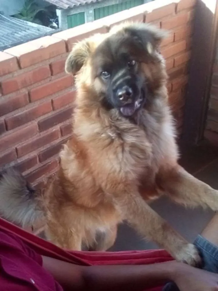 Cachorro ra a Chawchaw  idade 1 ano nome Bidu 