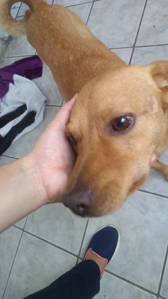 Cachorro ra a Vira lata  idade 6 ou mais anos nome Marley 