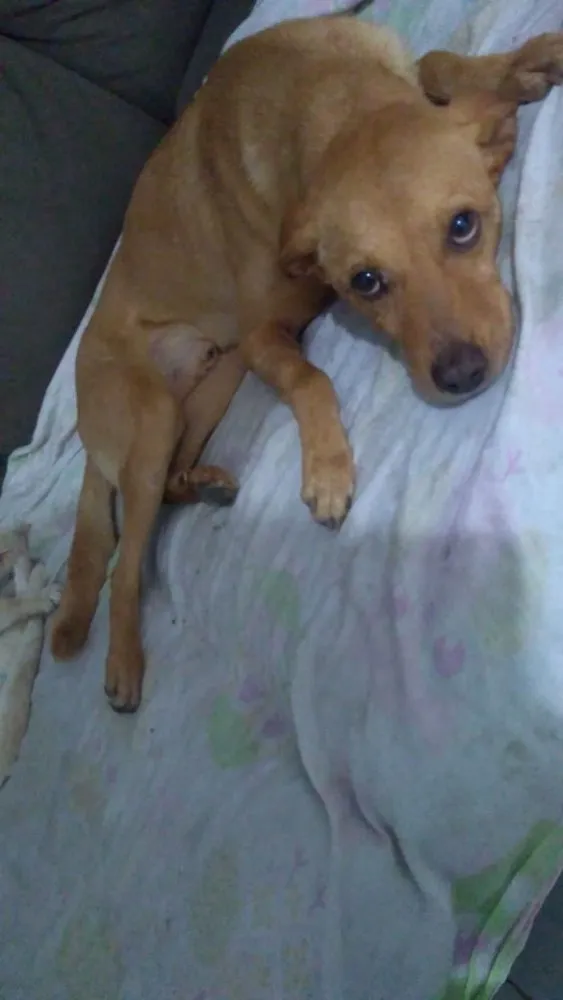 Cachorro ra a Vira lata  idade 6 ou mais anos nome Marley 