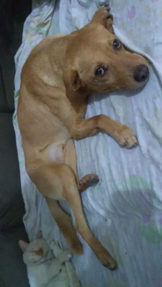 Cachorro ra a Vira lata  idade 6 ou mais anos nome Marley 