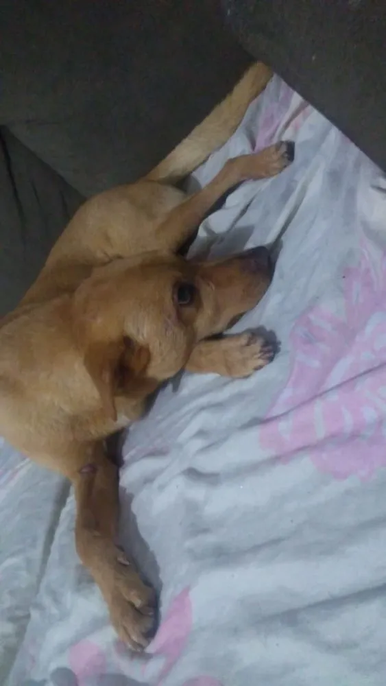 Cachorro ra a Vira lata  idade 6 ou mais anos nome Marley 