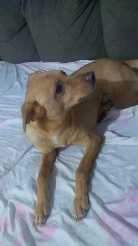 Cachorro ra a Vira lata  idade 6 ou mais anos nome Marley 