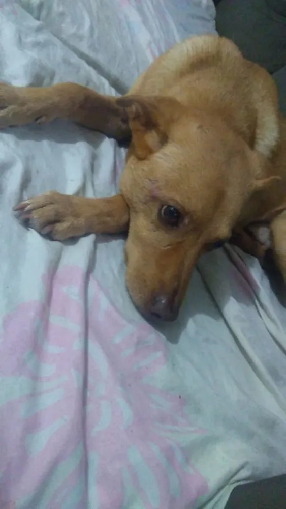Cachorro ra a Vira lata  idade 6 ou mais anos nome Marley 