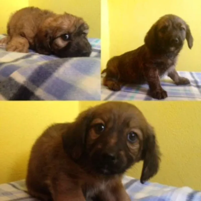Cachorro ra a  idade  nome FILHOTES