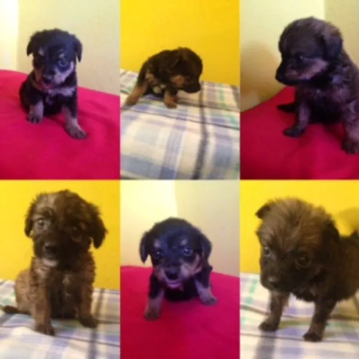 Cachorro ra a  idade Abaixo de 2 meses nome FILHOTES