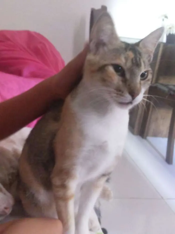 Gato ra a sem raça definida  idade 2 anos nome Rajada Maria 