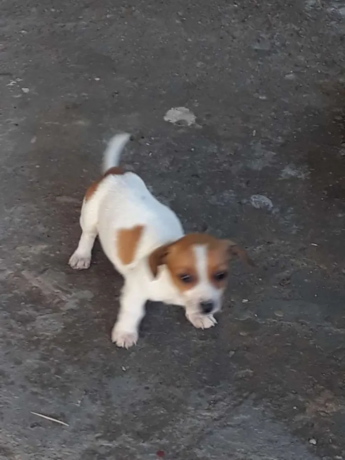 Cachorro ra a Linguiça com vira lata  idade 2 a 6 meses nome Sem