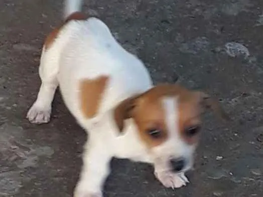 Cachorro ra a Linguiça com vira lata  idade 2 a 6 meses nome Sem