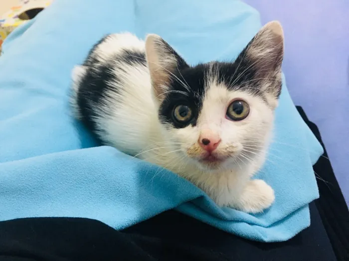 Gato ra a Sem raça definida idade 2 a 6 meses nome Não tem nome ainda
