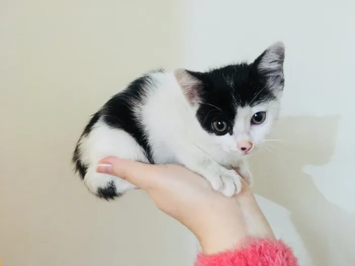 Gato ra a Sem raça definida idade 2 a 6 meses nome Não tem nome ainda
