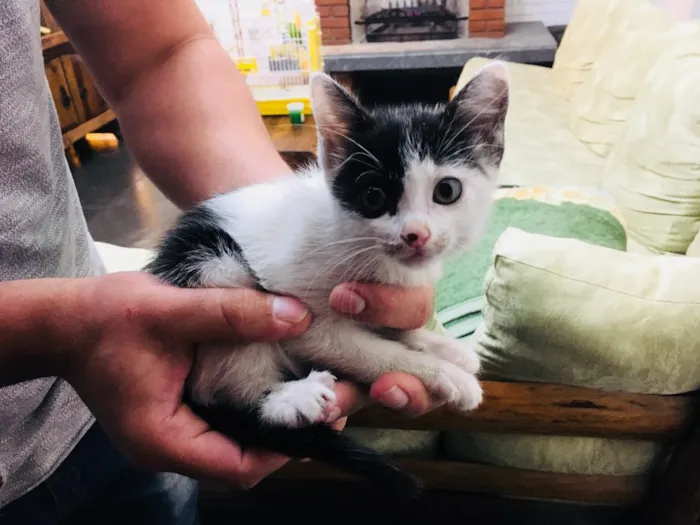 Gato ra a Sem raça definida idade 2 a 6 meses nome Não tem nome ainda