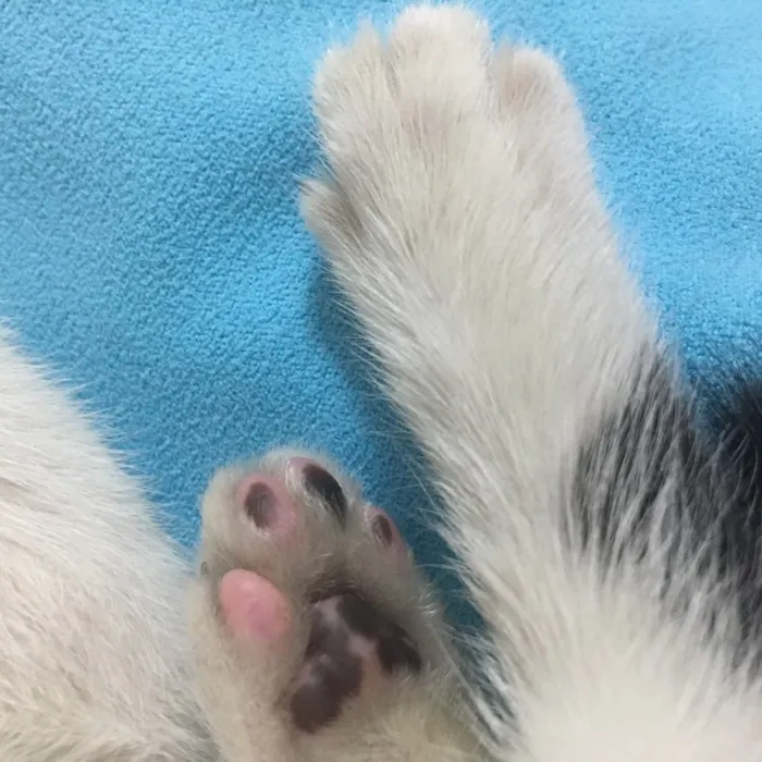 Gato ra a Sem raça definida idade 2 a 6 meses nome Não tem nome ainda