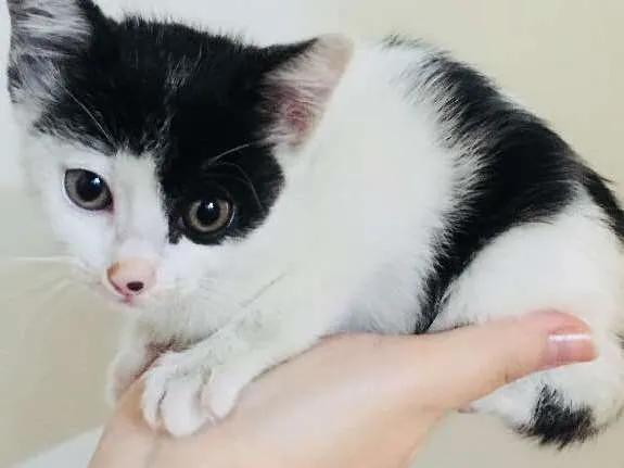 Gato ra a Sem raça definida idade 2 a 6 meses nome Não tem nome ainda