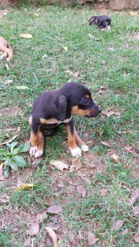 Cachorro ra a SRD idade 2 a 6 meses nome Tonico