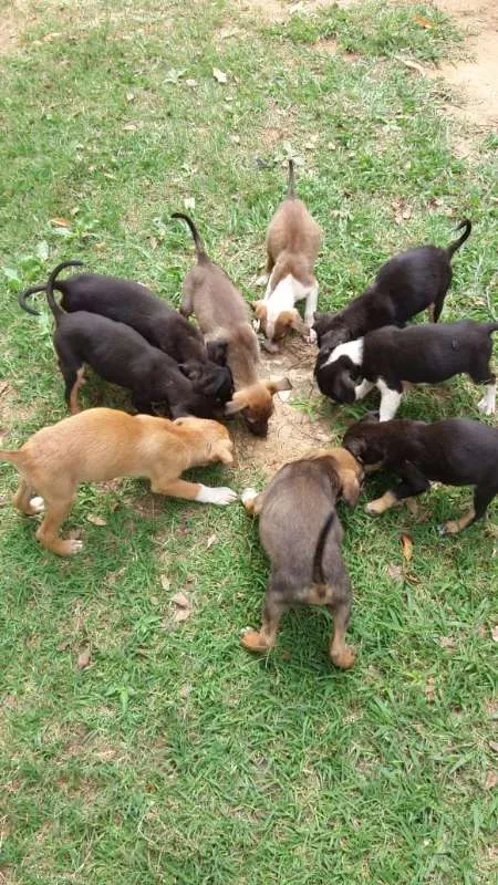 Cachorro ra a SRD idade 2 a 6 meses nome varios