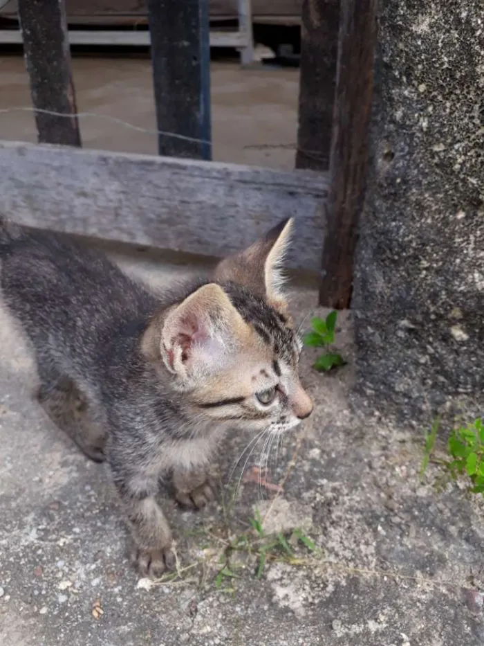 Gato ra a  idade Abaixo de 2 meses nome Granola