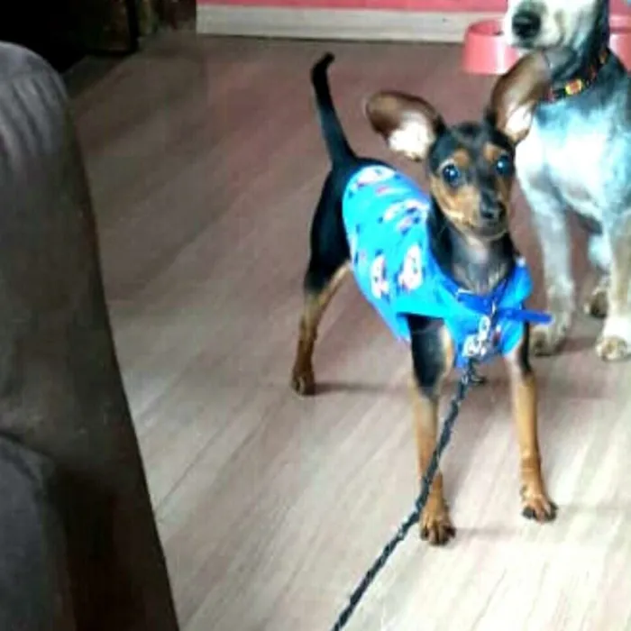 Cachorro ra a Pinscher  idade 7 a 11 meses nome Nick 