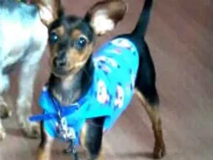 Cachorro raça Pinscher  idade 7 a 11 meses nome Nick 