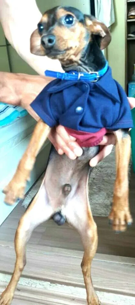 Cachorro ra a Pinscher  idade 7 a 11 meses nome Nick 