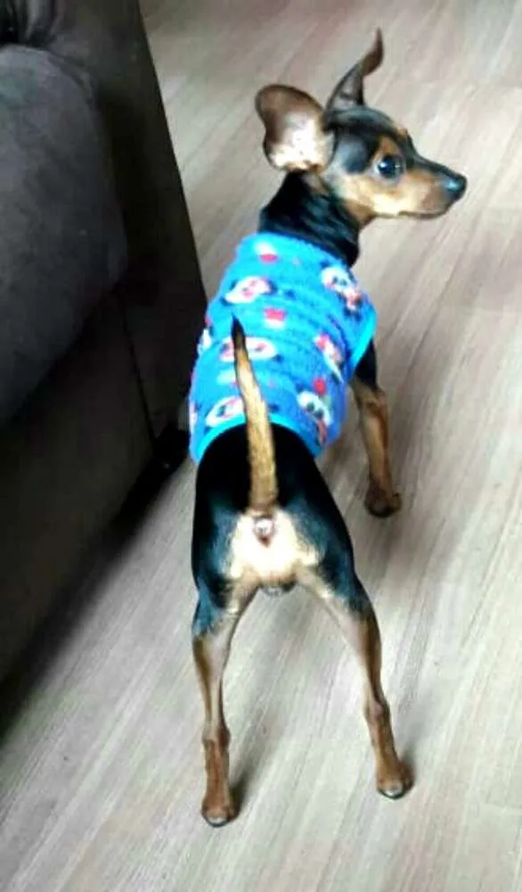 Cachorro ra a Pinscher  idade 7 a 11 meses nome Nick 
