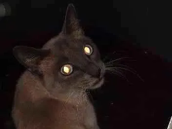 Gato ra a Siamês idade 7 a 11 meses nome Não tem Nome