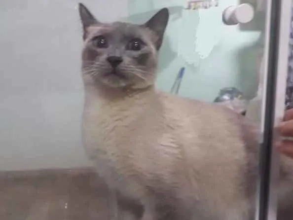 Gato ra a Siamês idade 7 a 11 meses nome Não tem Nome