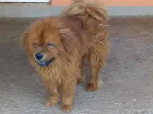 Cachorro raça Chow Chow idade 3 anos nome Snoopy