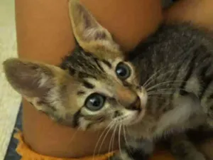 Gato raça  idade Abaixo de 2 meses nome Granola