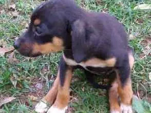 Cachorro ra a SRD idade 2 a 6 meses nome Tonico