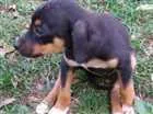 Cachorro raça SRD idade 2 a 6 meses nome Tonico