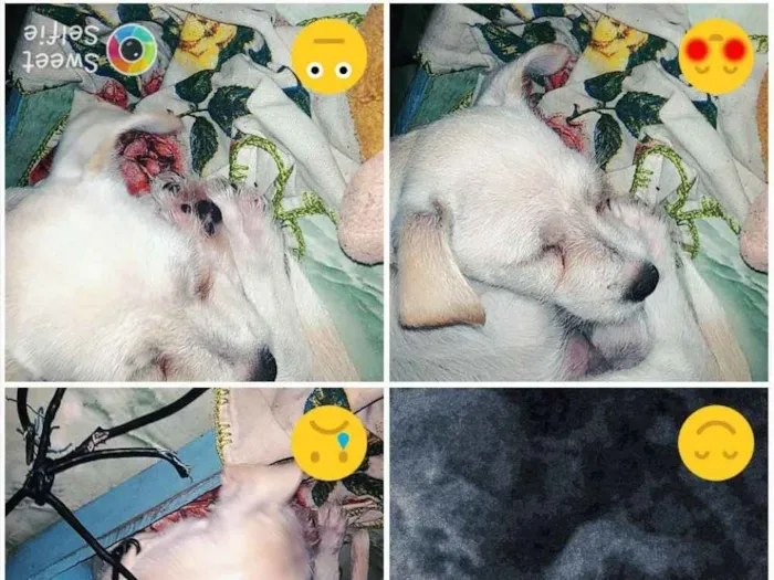 Cachorro raça Vira-lata  idade 2 a 6 meses nome Perola 